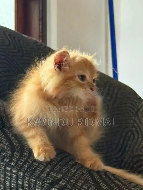 Ginger Persian Kitten
