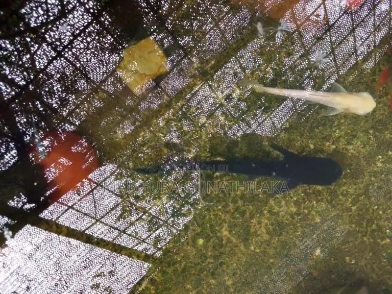 Catfish