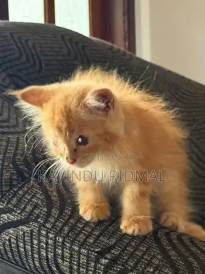 Ginger Persian Kitten