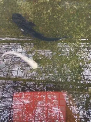 Catfish
