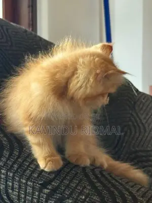 Ginger Persian Kitten