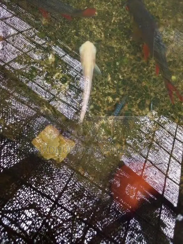 Catfish