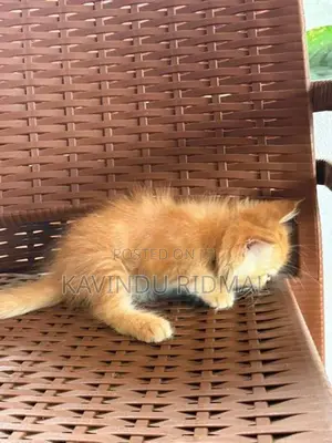 Ginger Persian Kitten