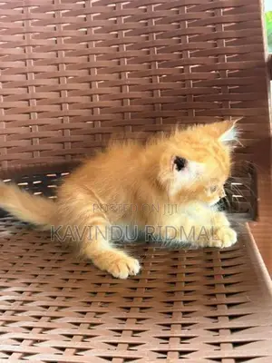 Ginger Persian Kitten