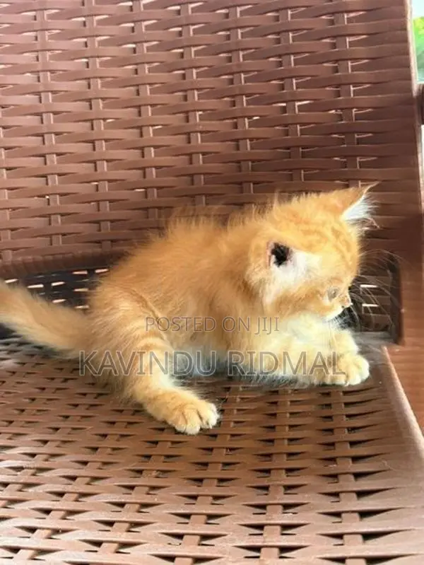 Ginger Persian Kitten