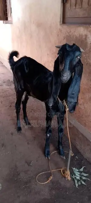 மறி ஆடு
