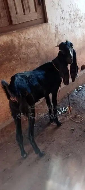 மறி ஆடு
