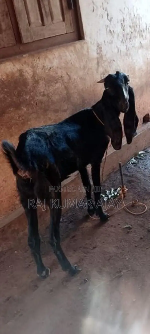 மறி ஆடு