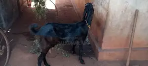 மறி ஆடு