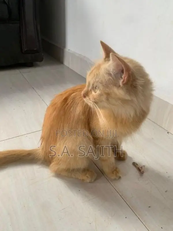 Persian cat