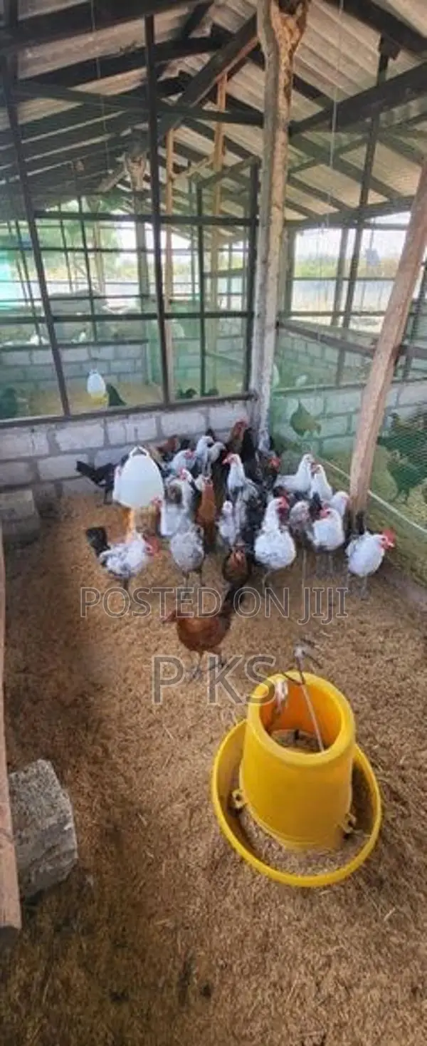 Chicks Kadaknath