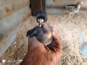 பன்னை வார்ப்பு