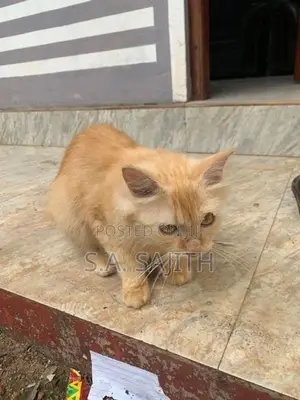 Persian cat