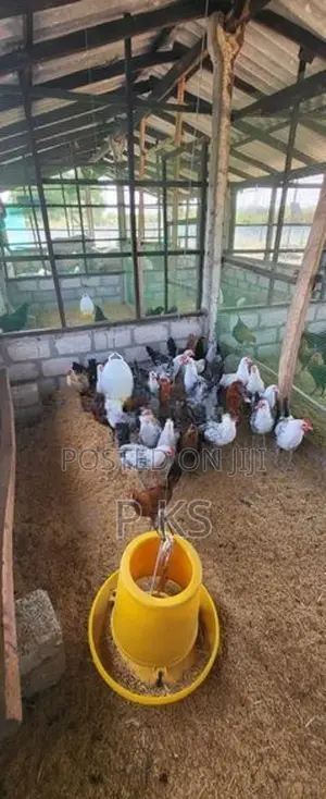 Chicks Kadaknath