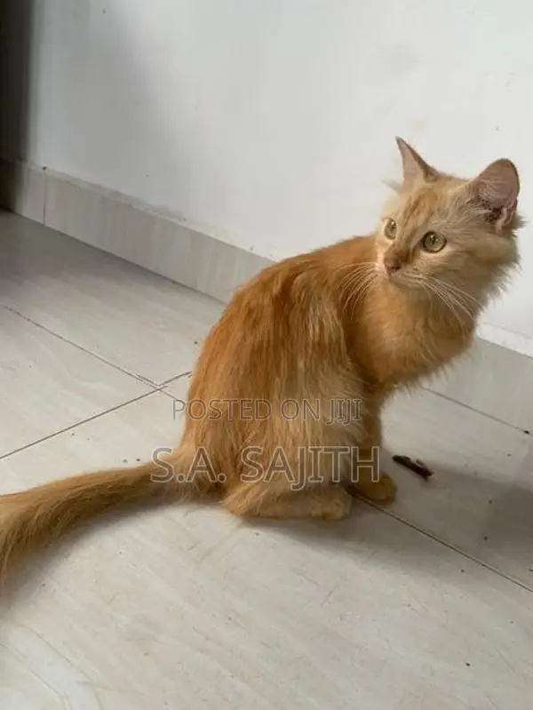 Persian cat