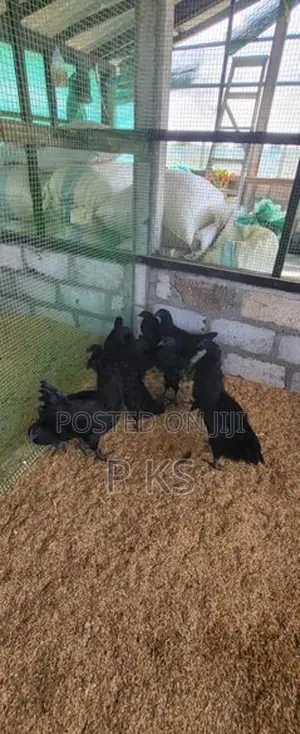 Chicks Kadaknath