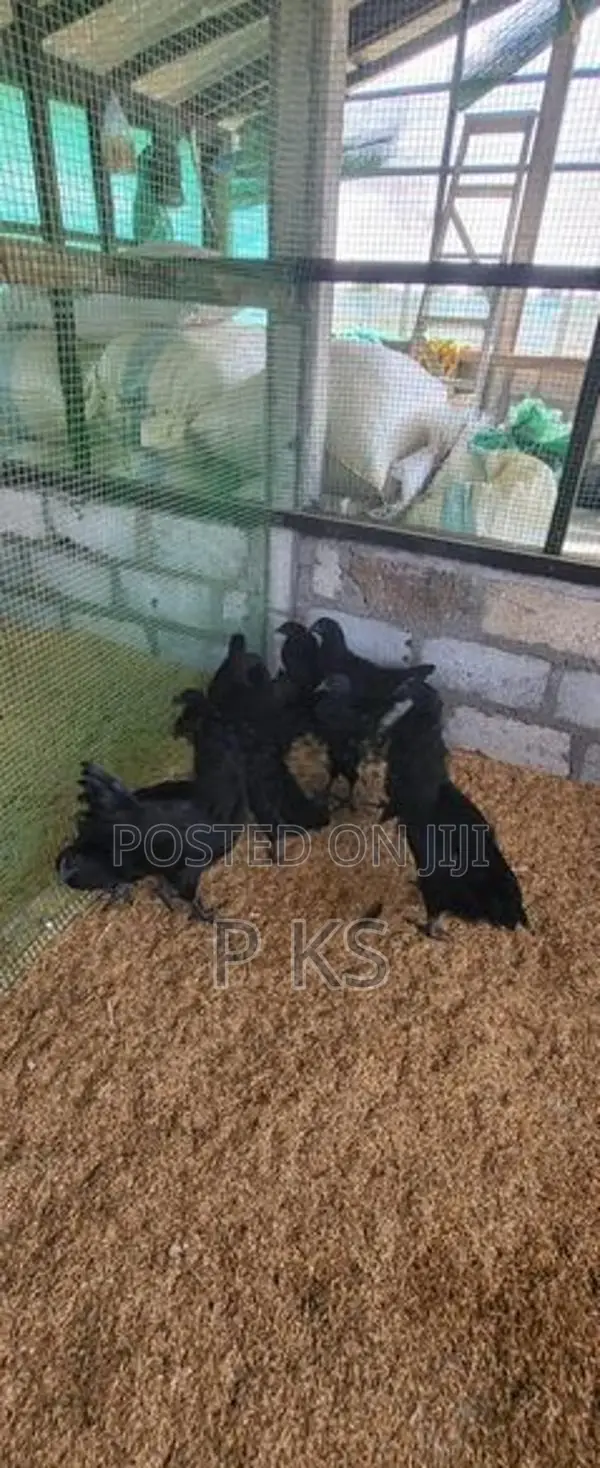 Chicks Kadaknath