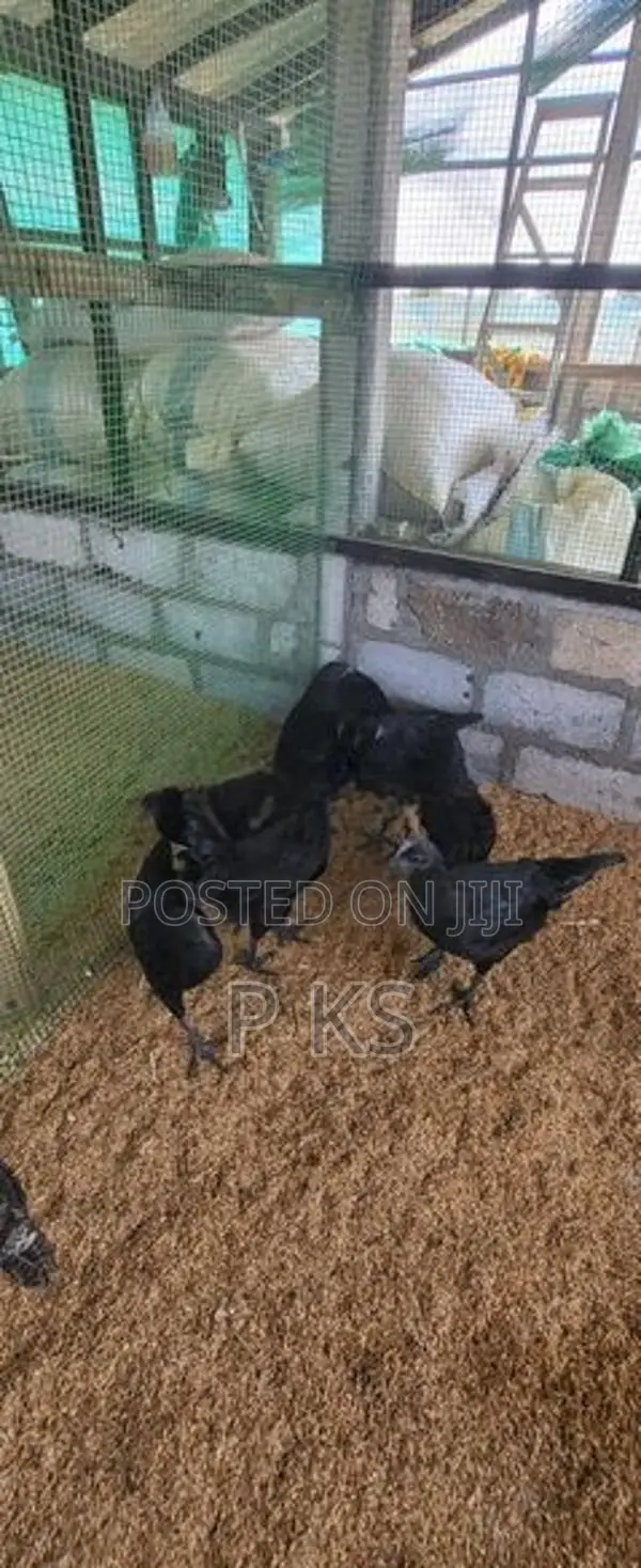 Chicks Kadaknath