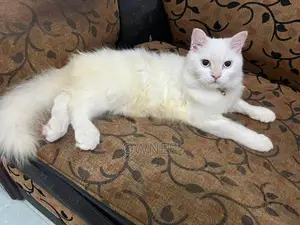 persian female cat