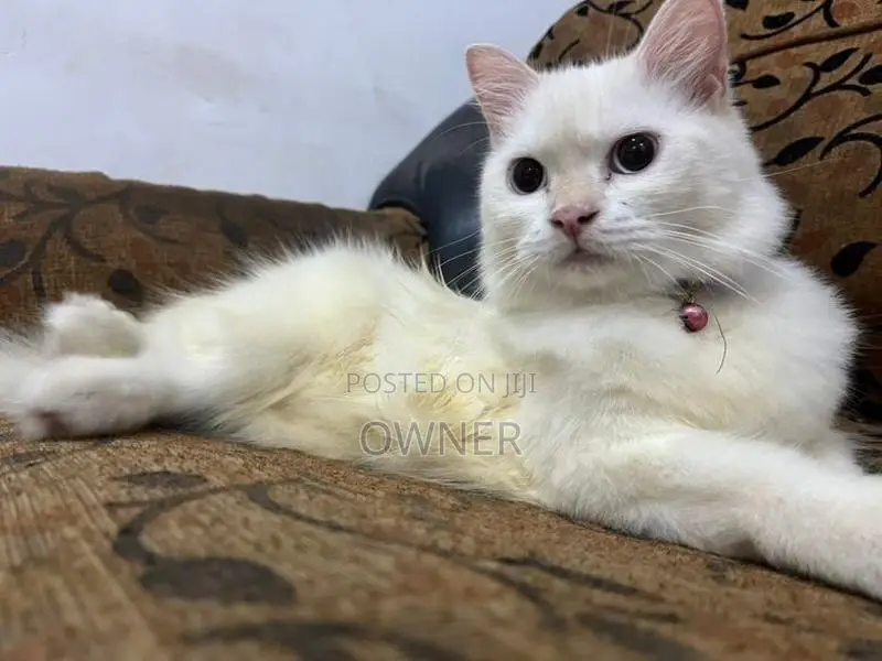 persian female cat