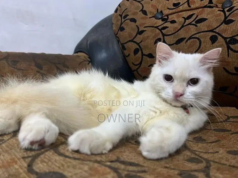 persian female cat