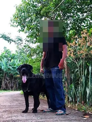 cane corso dogs