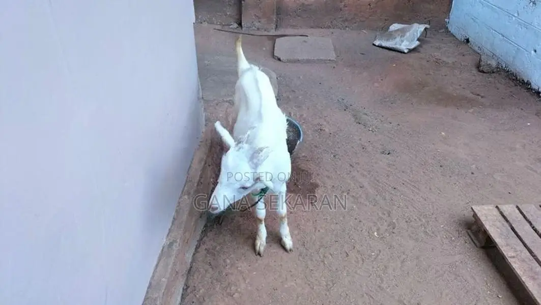 Sanal goat