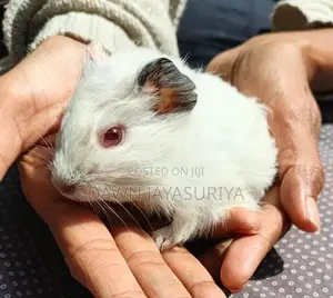 Guinea Pigs