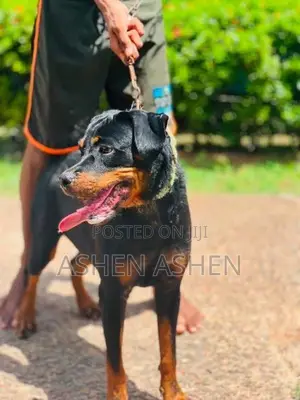 Rottweiler Puppies