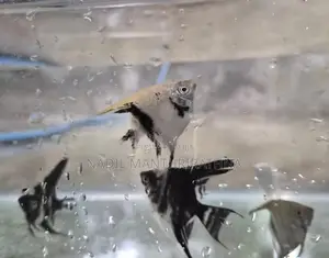 Angel fish (3cm to 4.5cm)