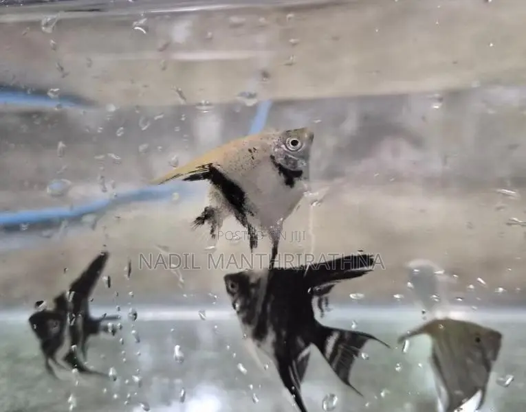Angel fish (3cm to 4.5cm)