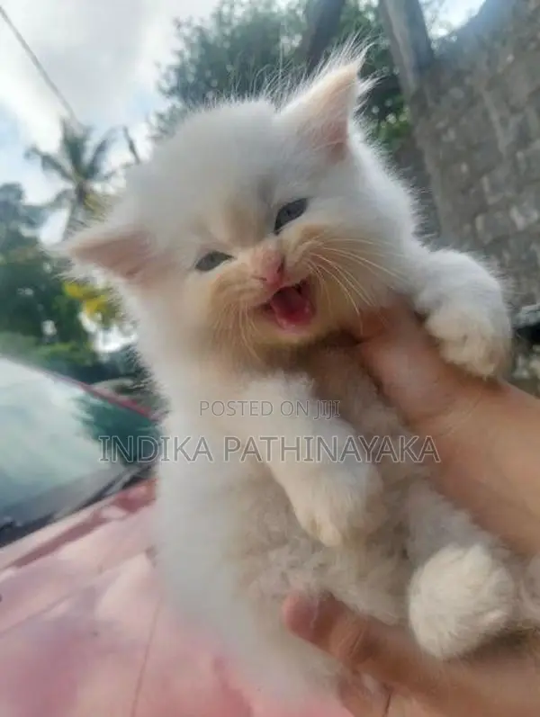 pure persion kittens