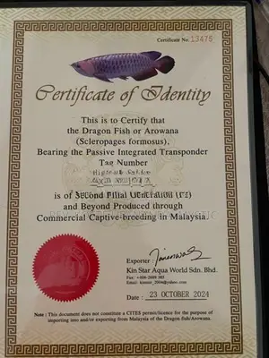 Golden Highback Arowana with tank