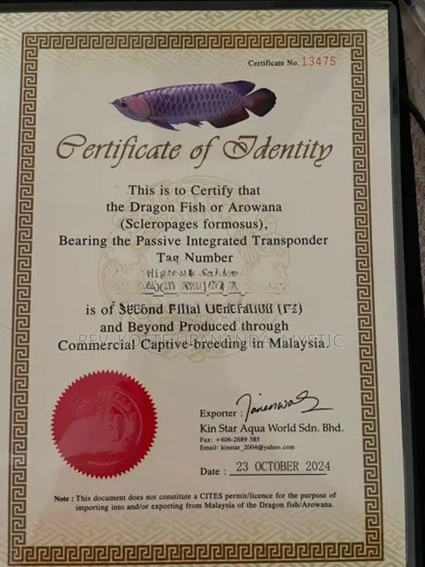 Golden Highback Arowana with tank