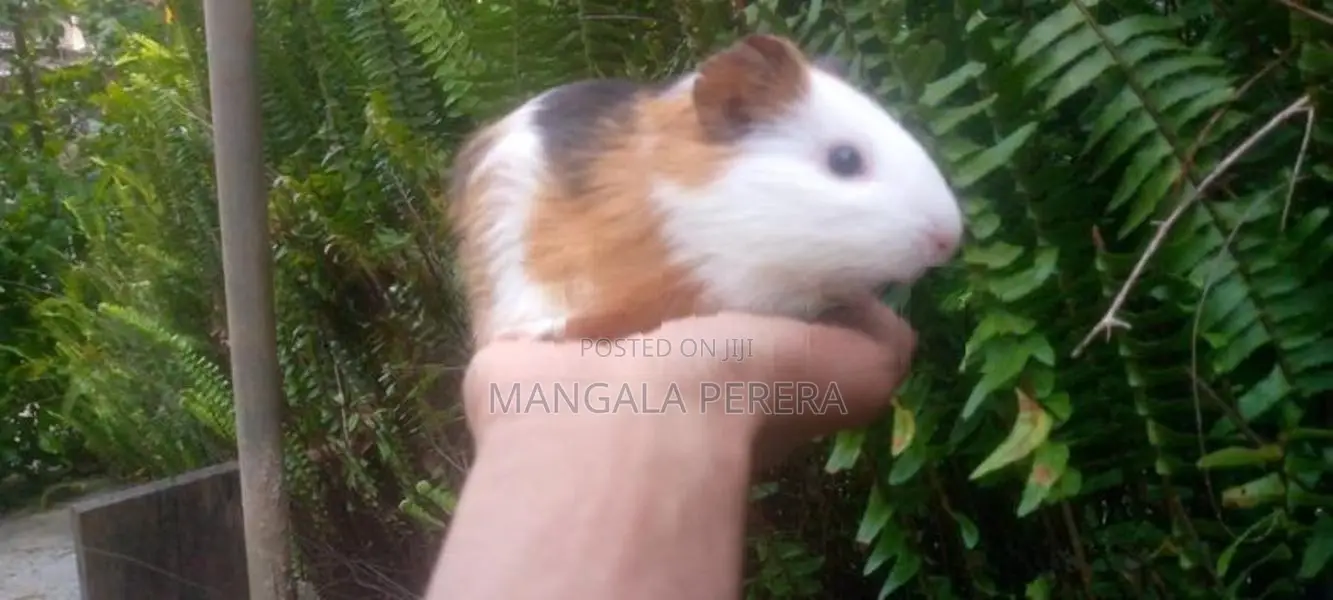 Guinea Pigs