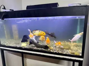 Fish Tank Full Set