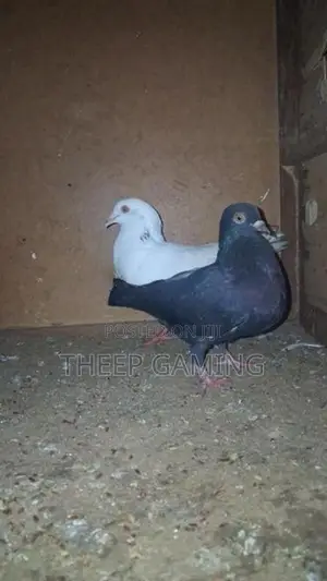 Pigeon