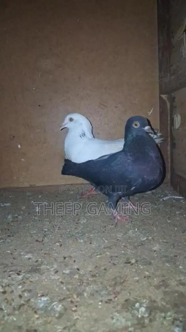 Pigeon
