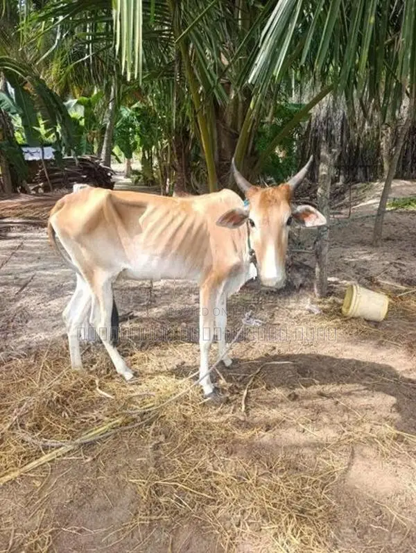 Farm Cow