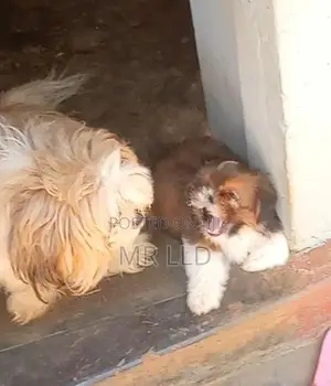 Shih Tzu puppies