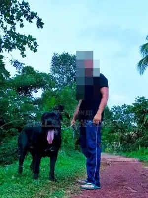 cane corso dogs