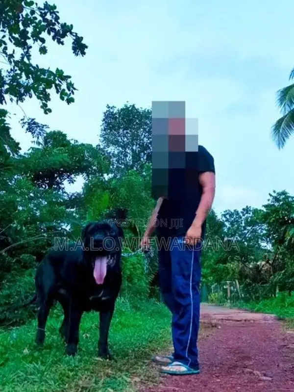 cane corso dogs