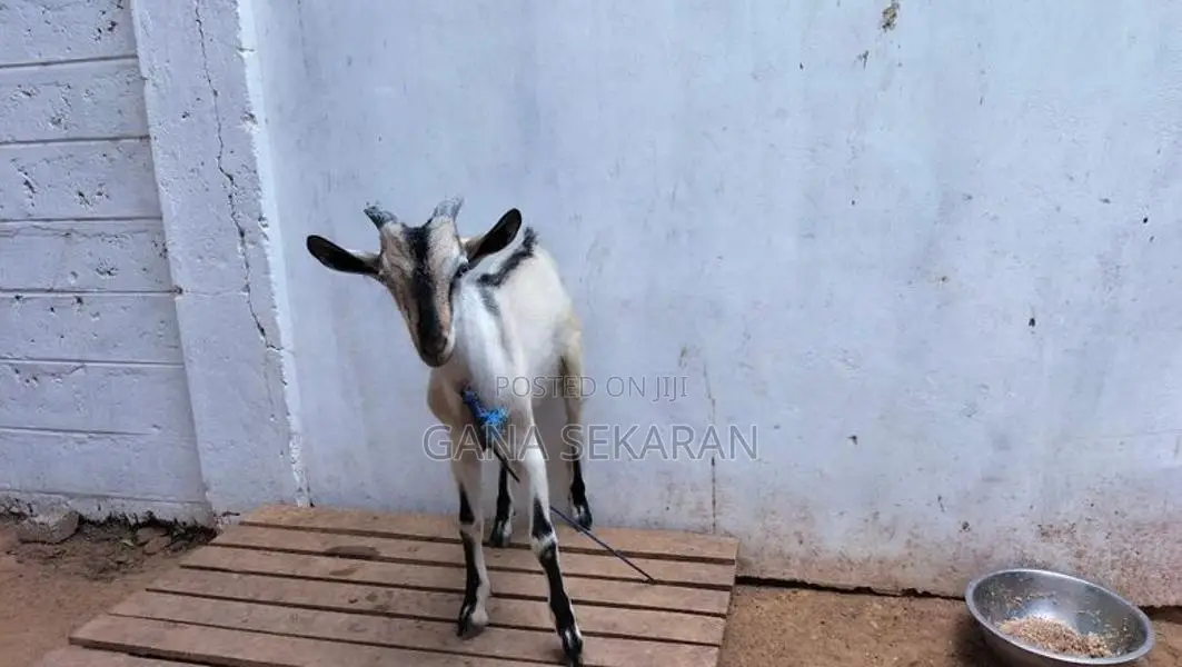 Sanal goat