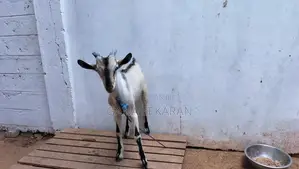 Sanal goat