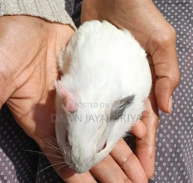 Guinea Pigs