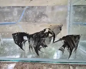 Angel fish (3cm to 4.5cm)