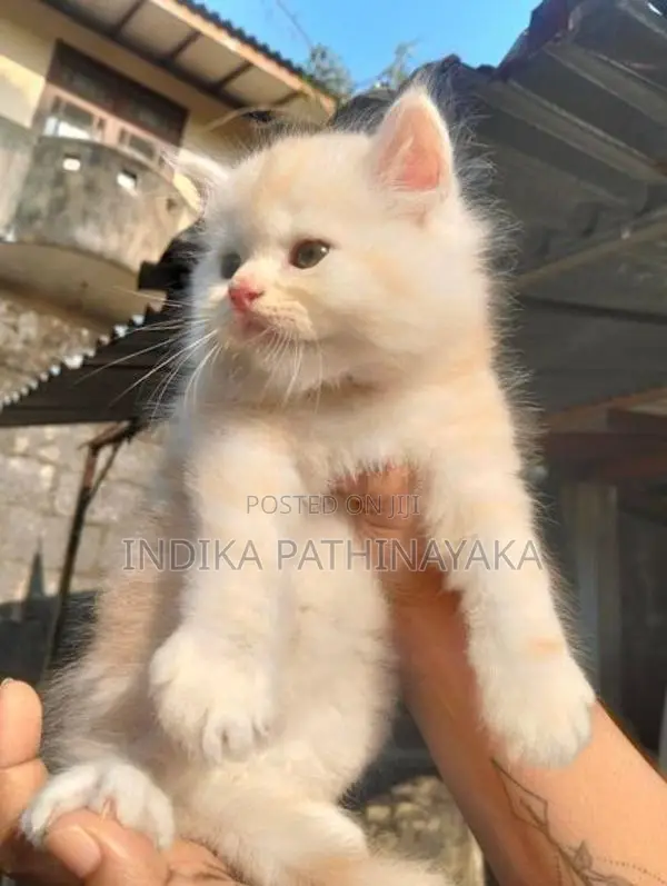 pure persion kittens