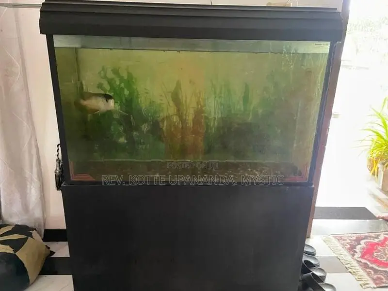 Golden Highback Arowana with tank