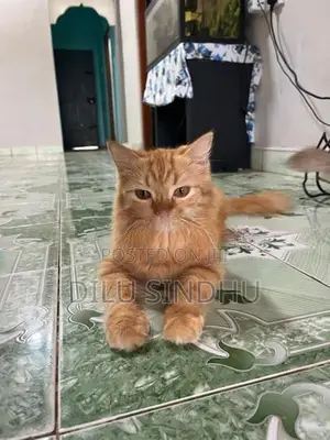 Persian Cat