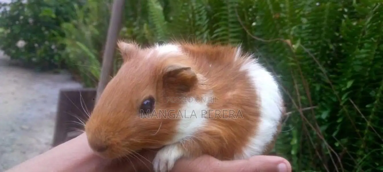 Guinea Pigs